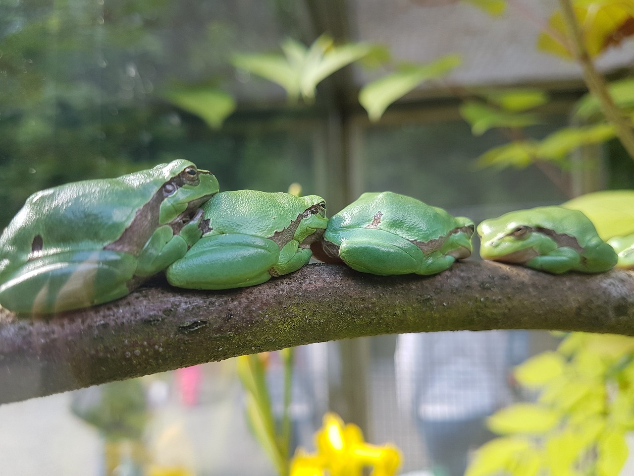 Лягушка стоит. Очередь из лягушек. Frog Stand. Violet Frog стенд. Frog standing.