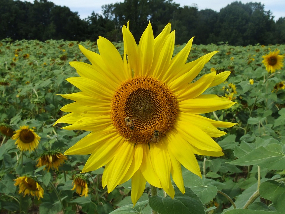 Image - landscape sunflower nature