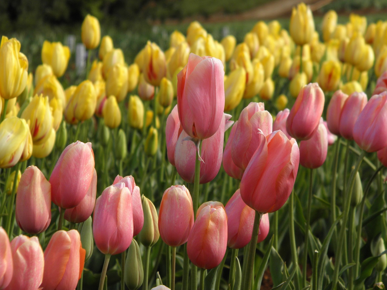 Image - tulips tulip field golden garden