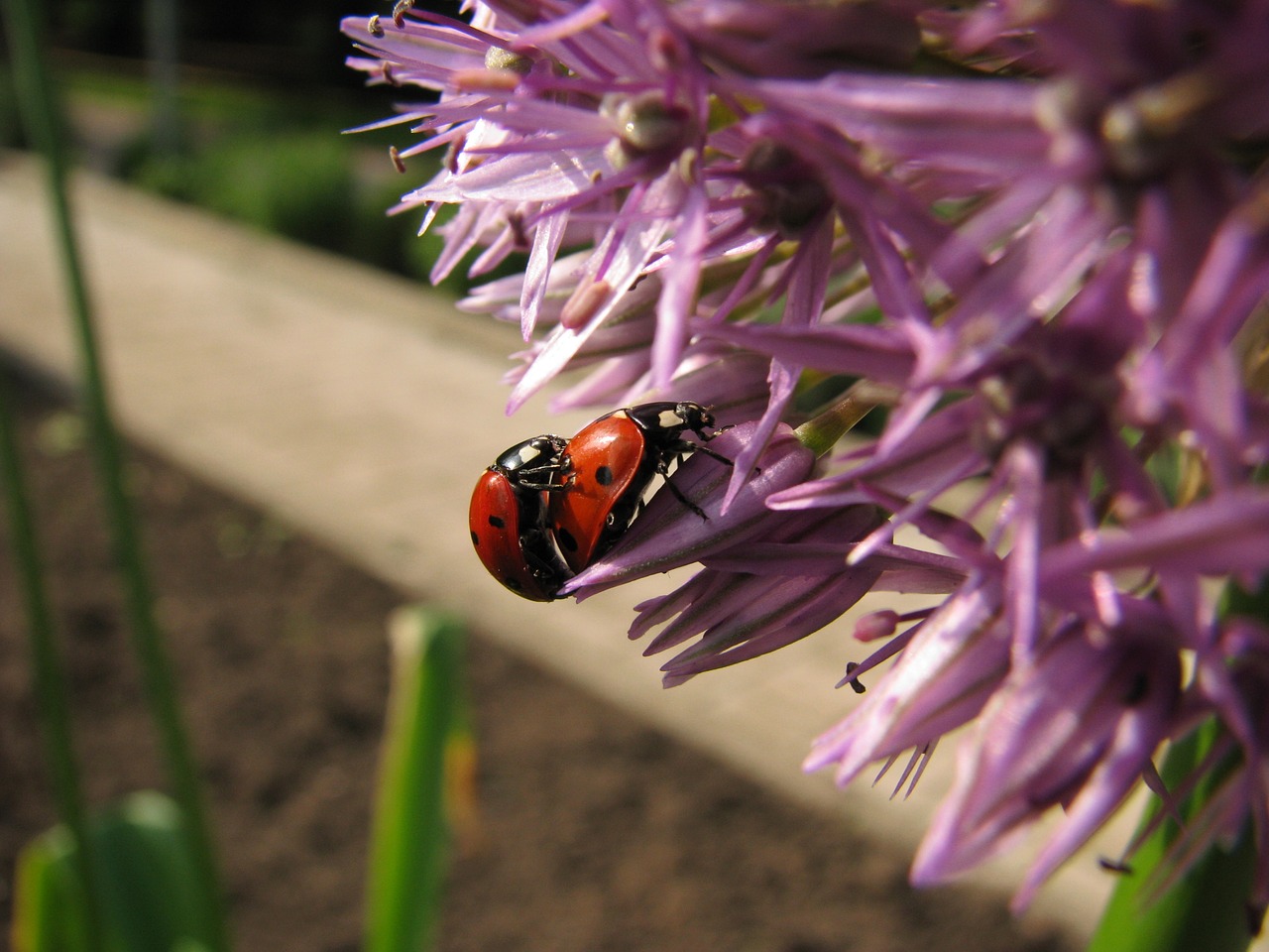 Image - ladybug blossom bloom nature