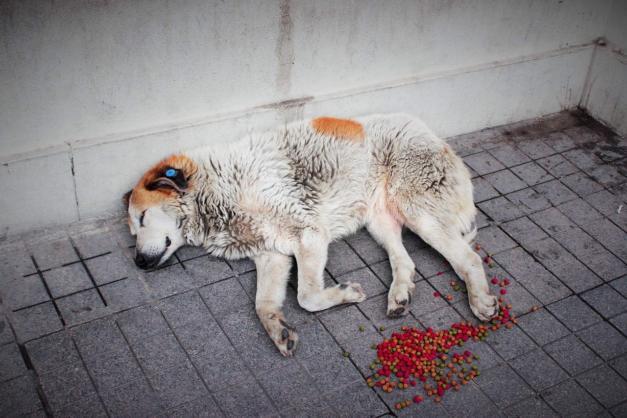 Image - street dog animal dog street