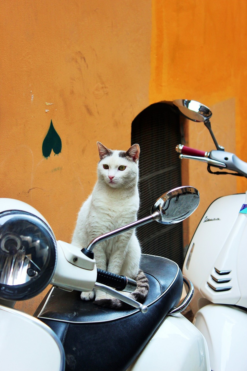 Image - cat animal turkey feline kitty
