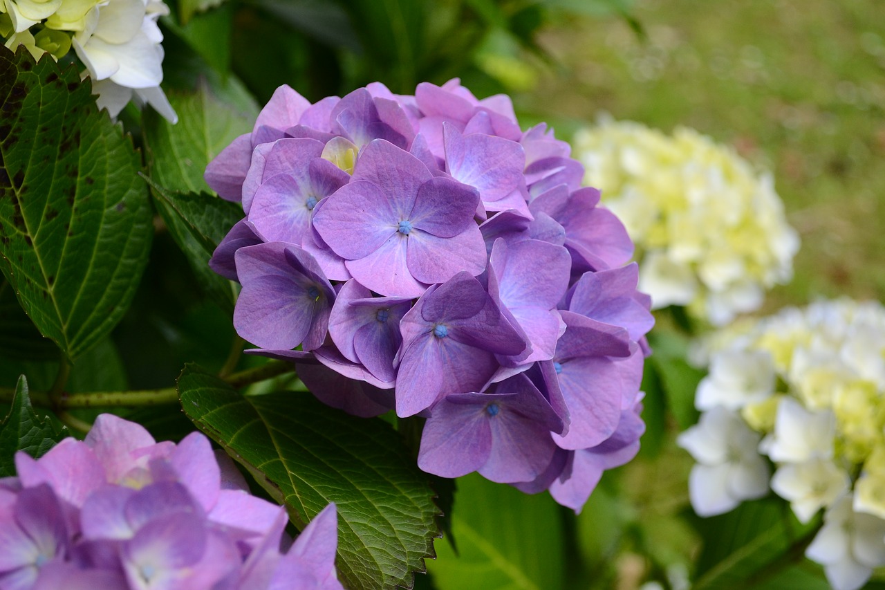 Image - hydrangea macro soft pastel purple