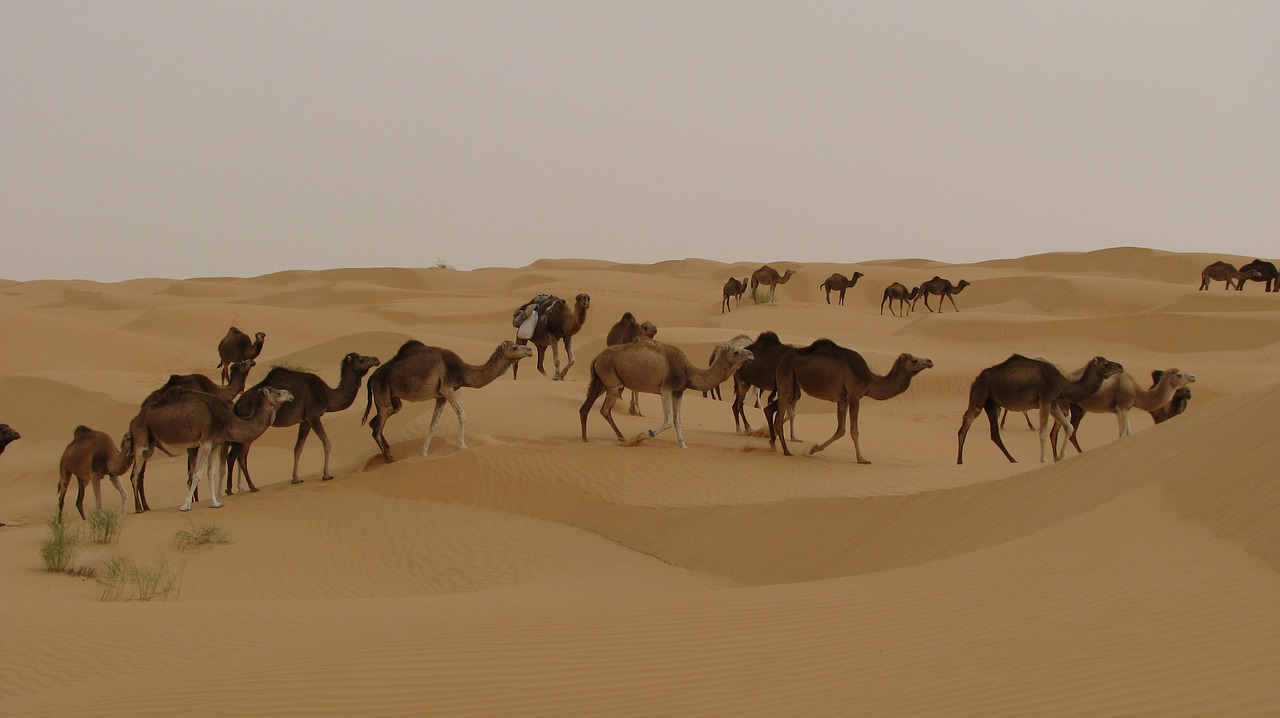 Image - camels desert tunisia djerba