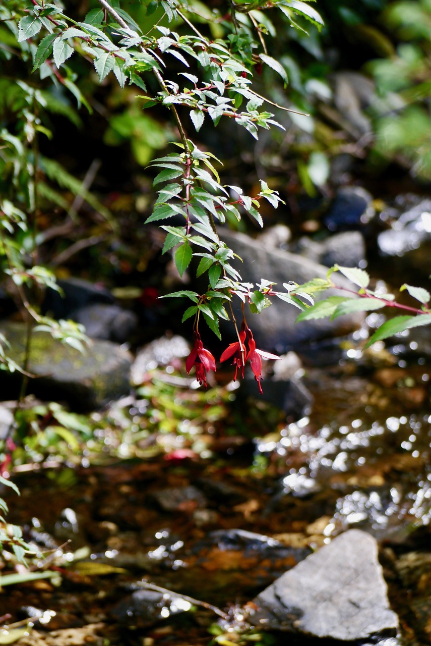 Image - flower fuchsia red green water