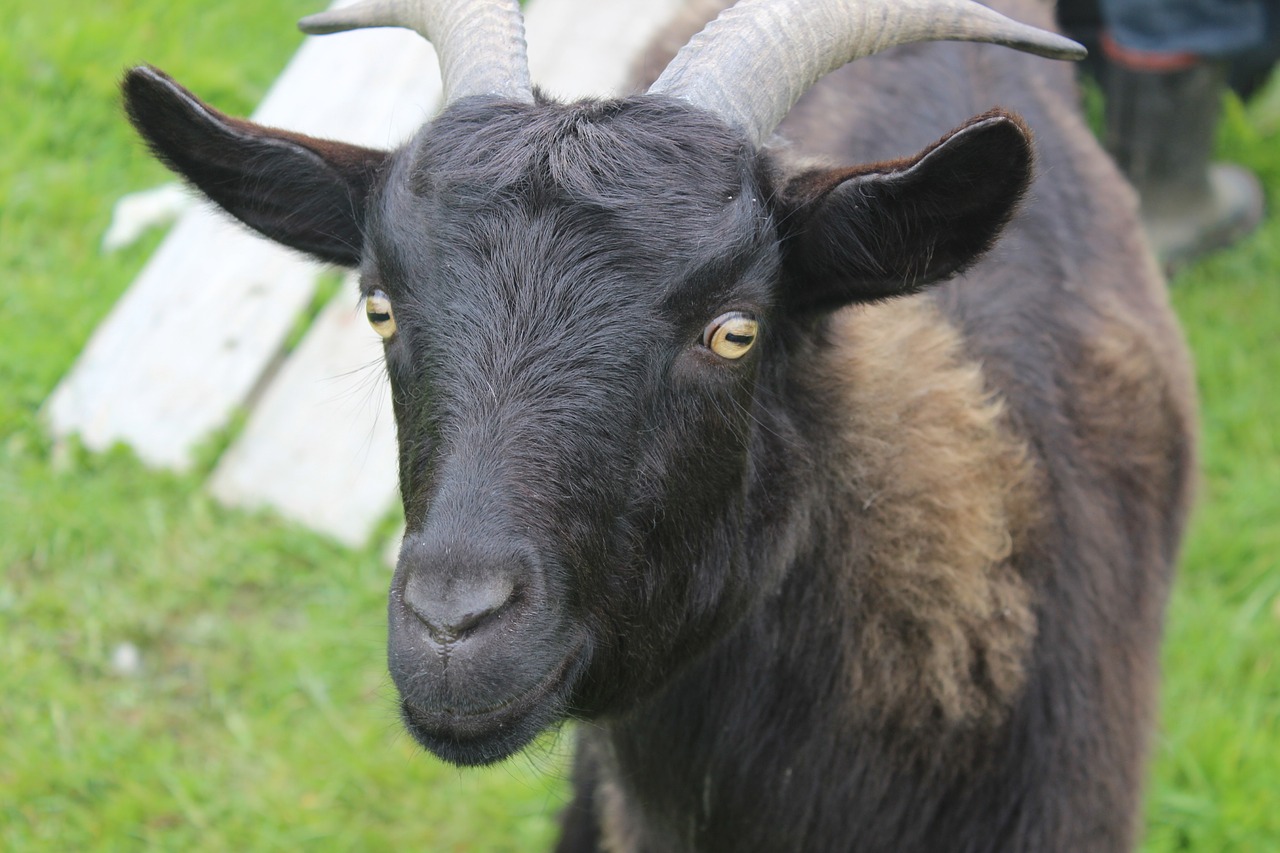 Image - goat animal nz farm nature