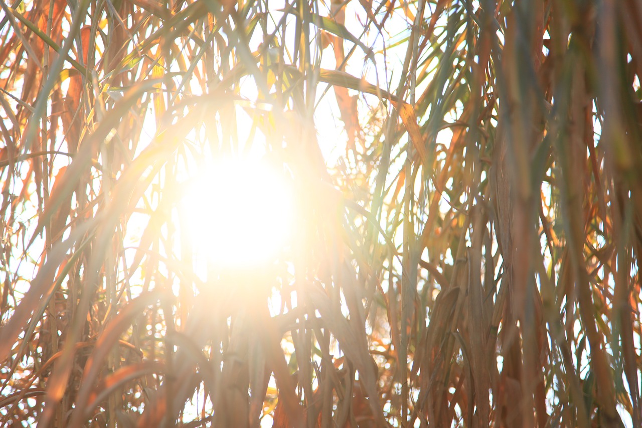 Image - sun cañas nature tree