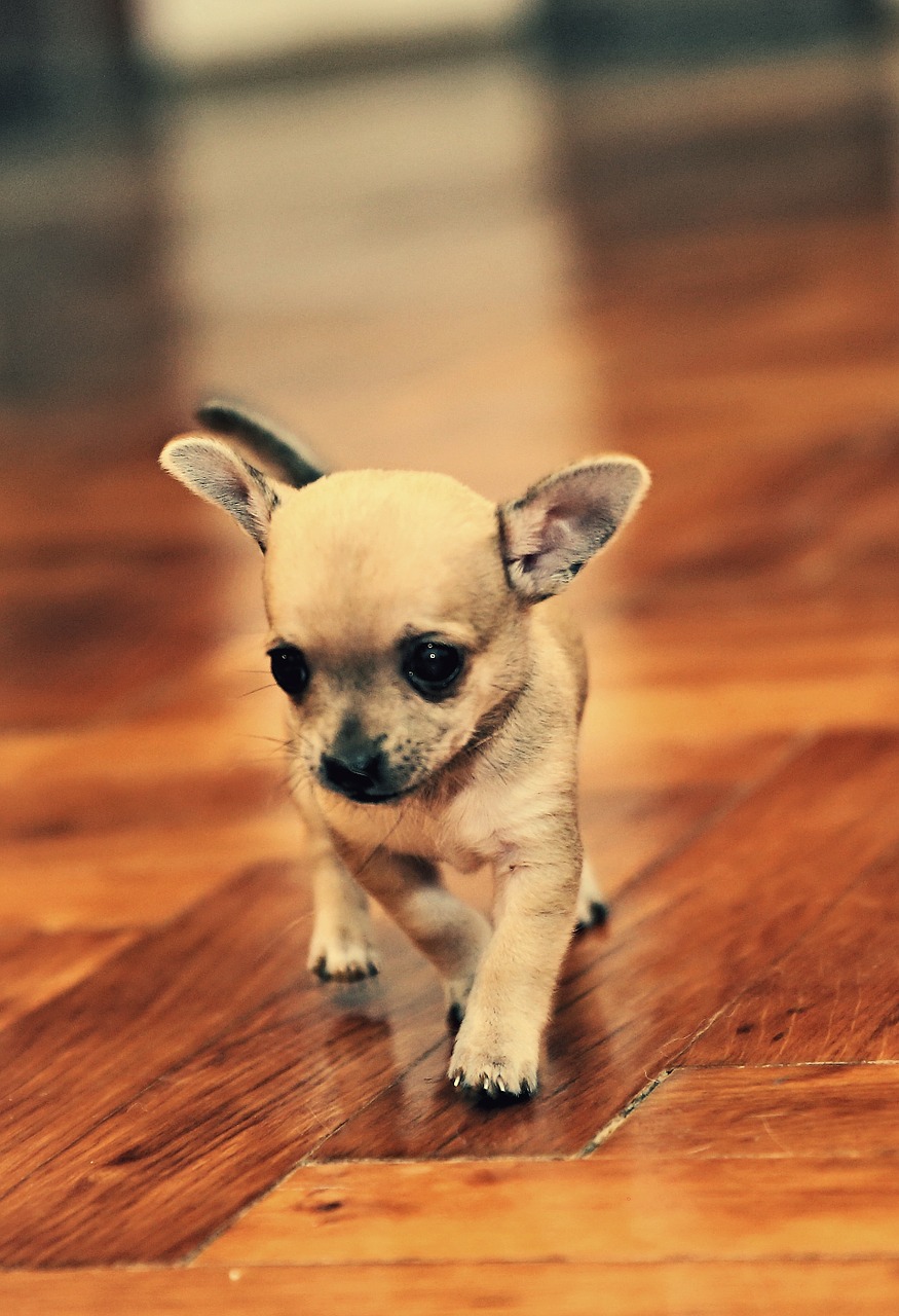 Image - chihuahua pet animal puppy