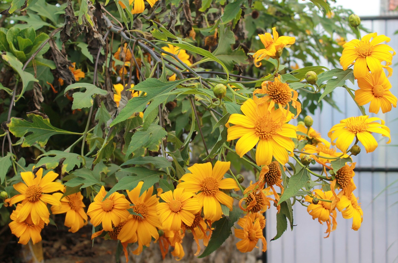 Image - tithonia diversifolia flower