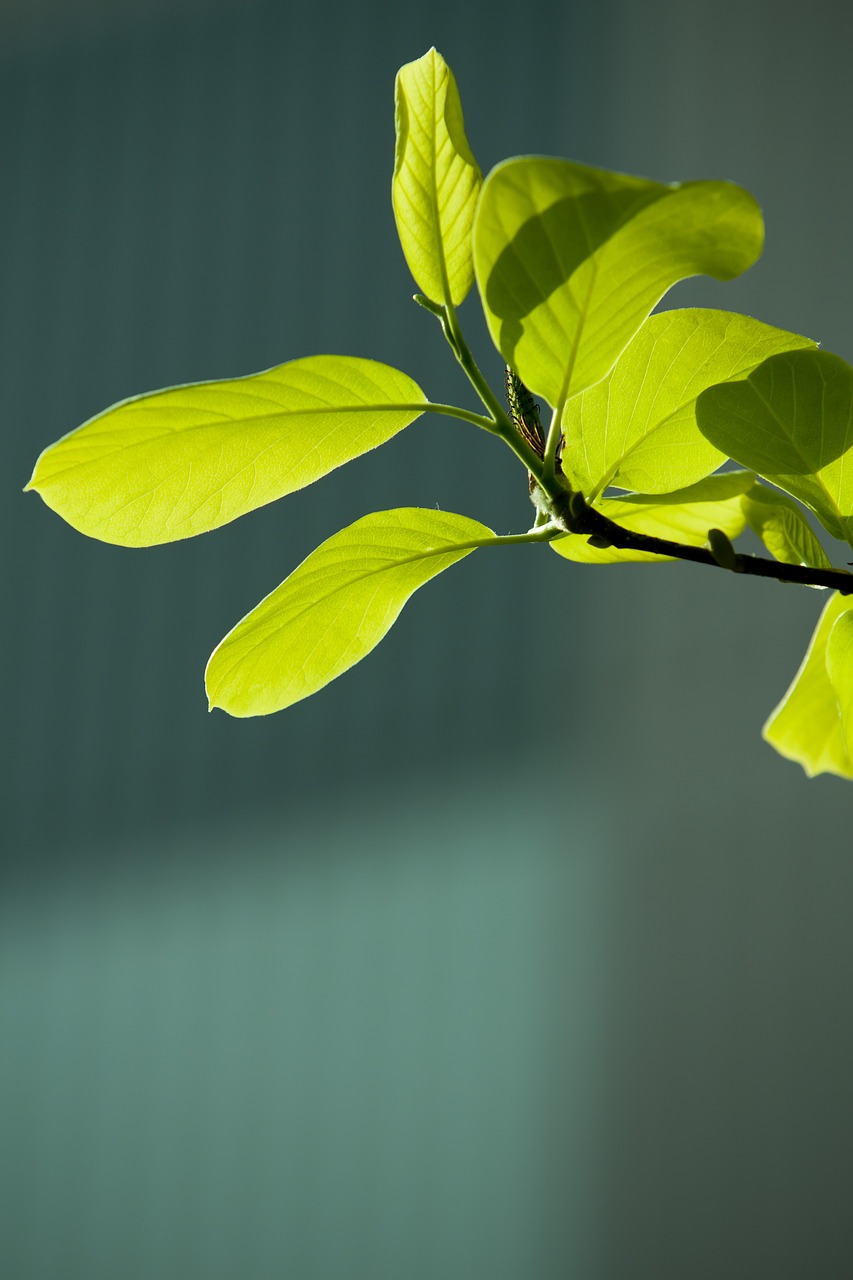 Image - bud leaf green spring plants