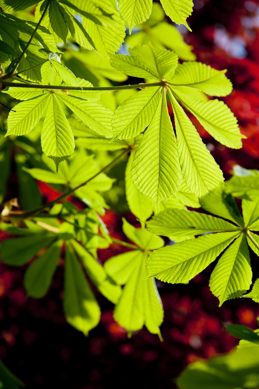 Image - bud leaf green spring plants
