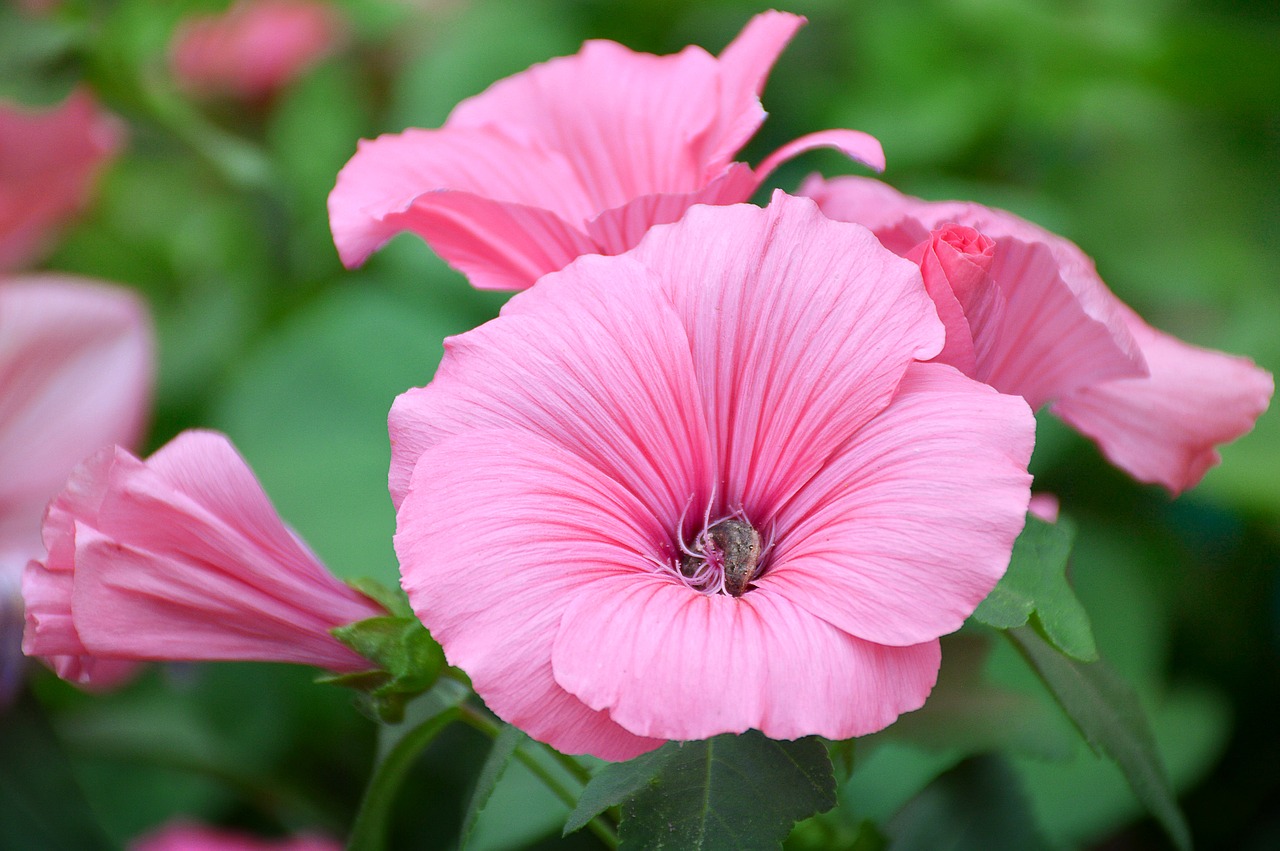 Image - lavatera flower pink krupnyj plan