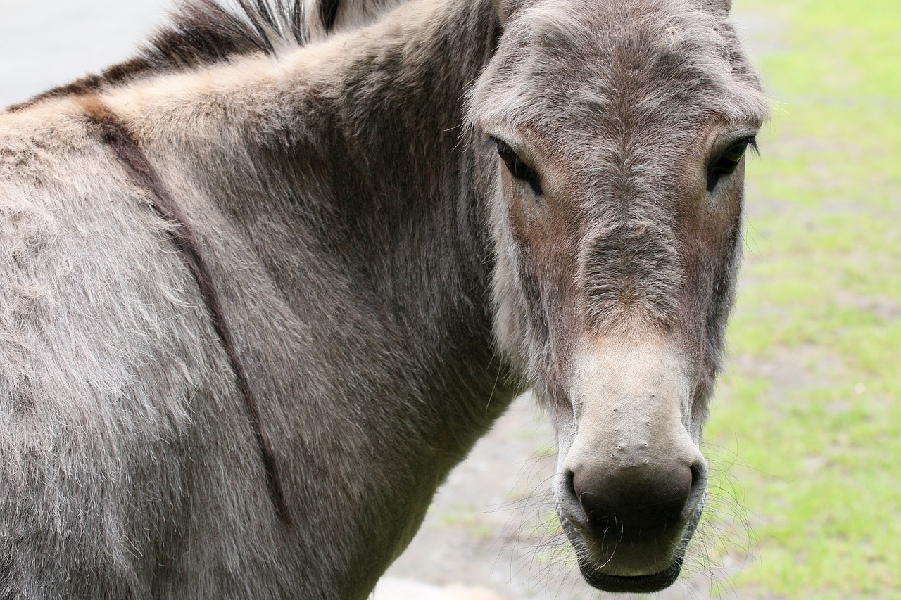 Image - donkey animal nature rural