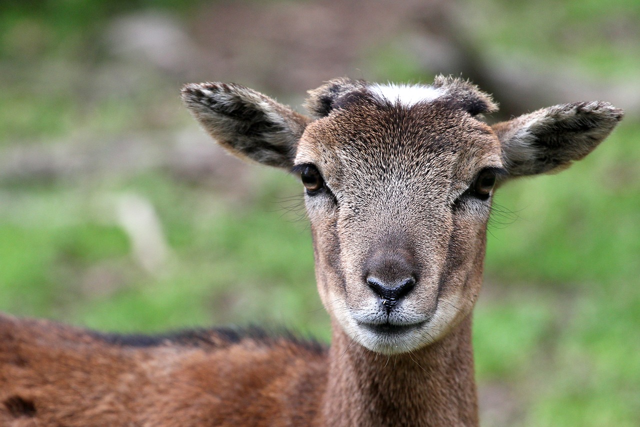 Image - roe deer baby wild animals forest