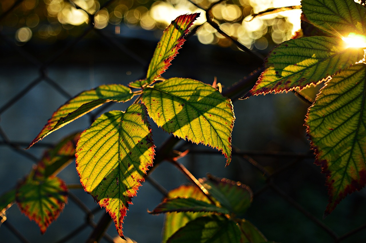 Image - blackberry leaves bush foliage