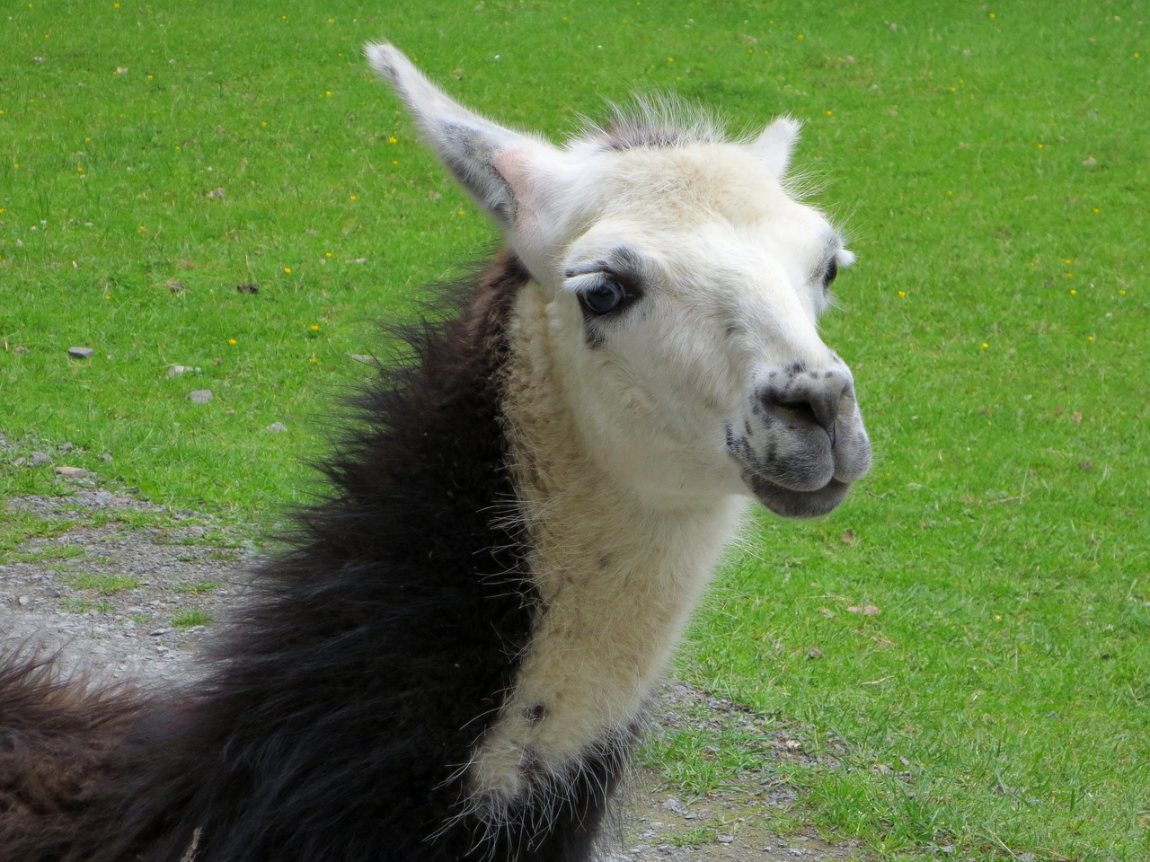 Image - lama white lama head animal world