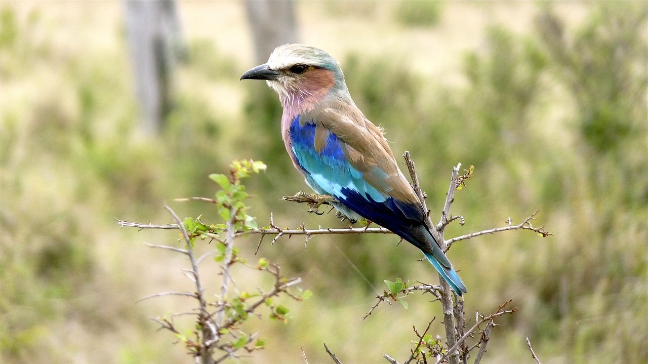 Image - national bird wildfowl namibia