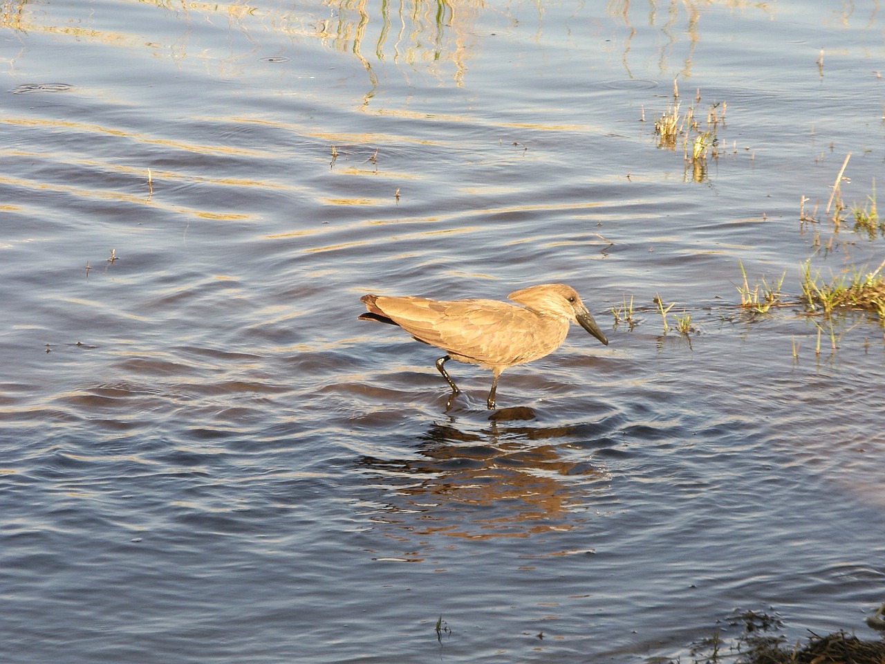 Image - bird botswana okavango safari