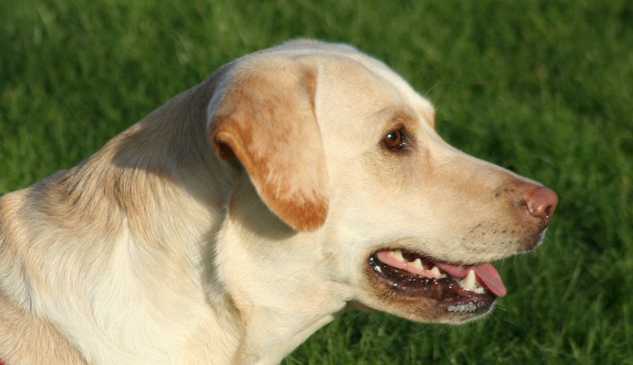 Image - dog labrador panting animal