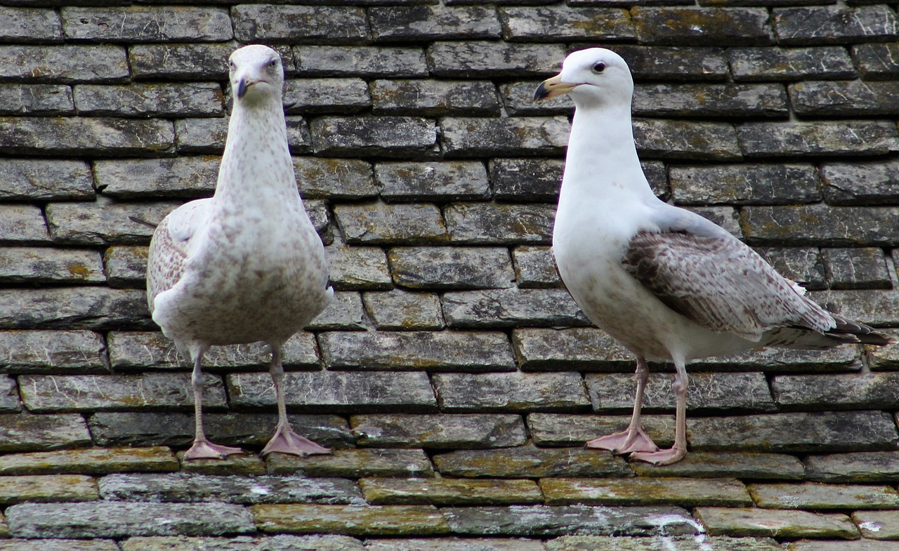 Image - seagulls birds roof animal