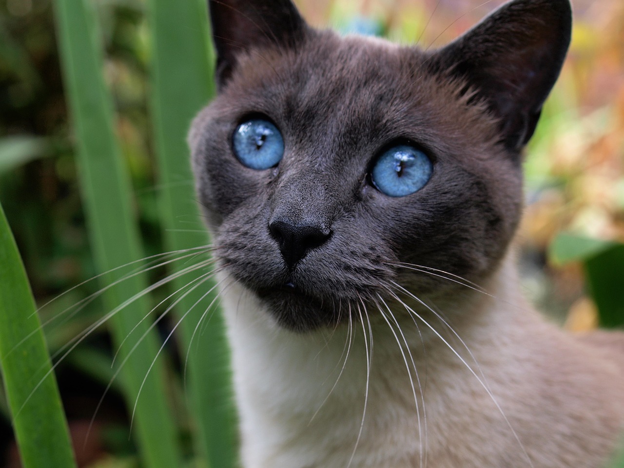 Image - cat siamese pet animal blue eyes