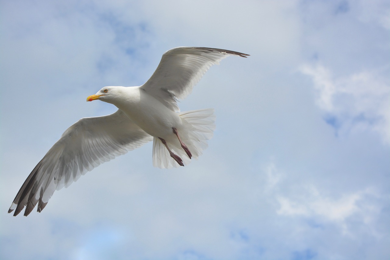 Image - seagull flies white grey wings