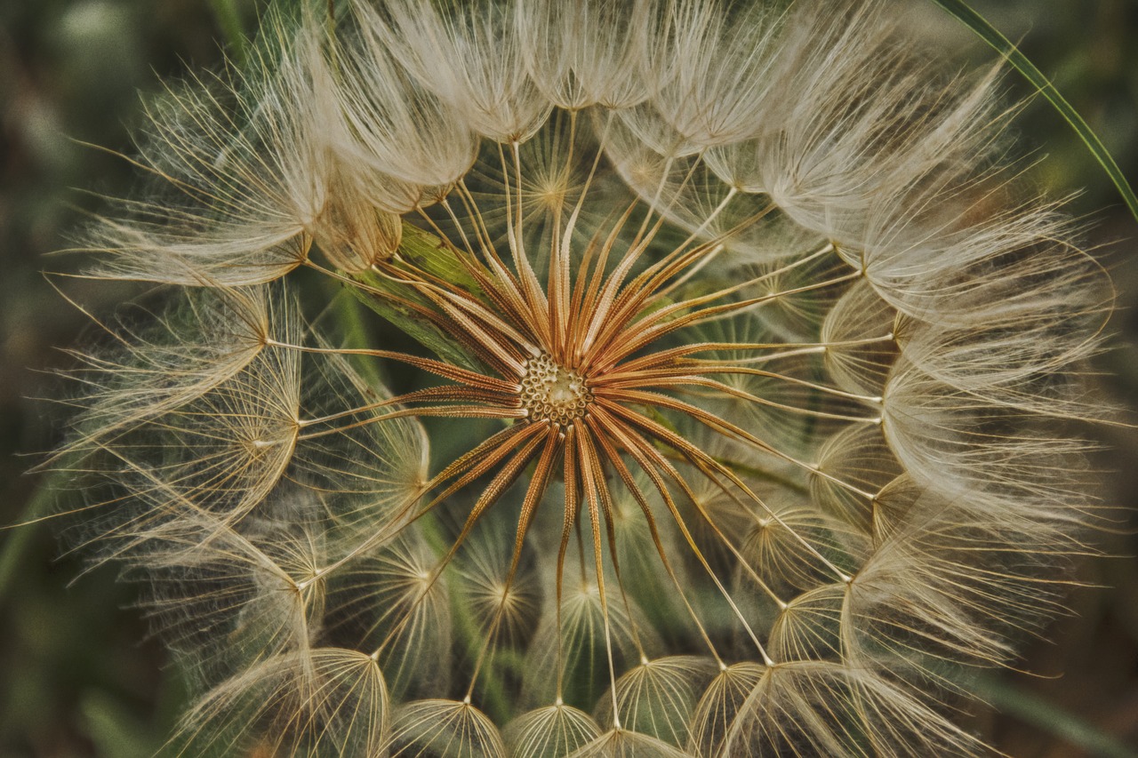 Image - dandelion flower plant nature