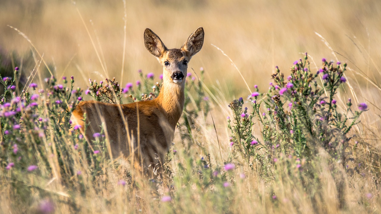 Image - roe deer capreolus capreolus doe