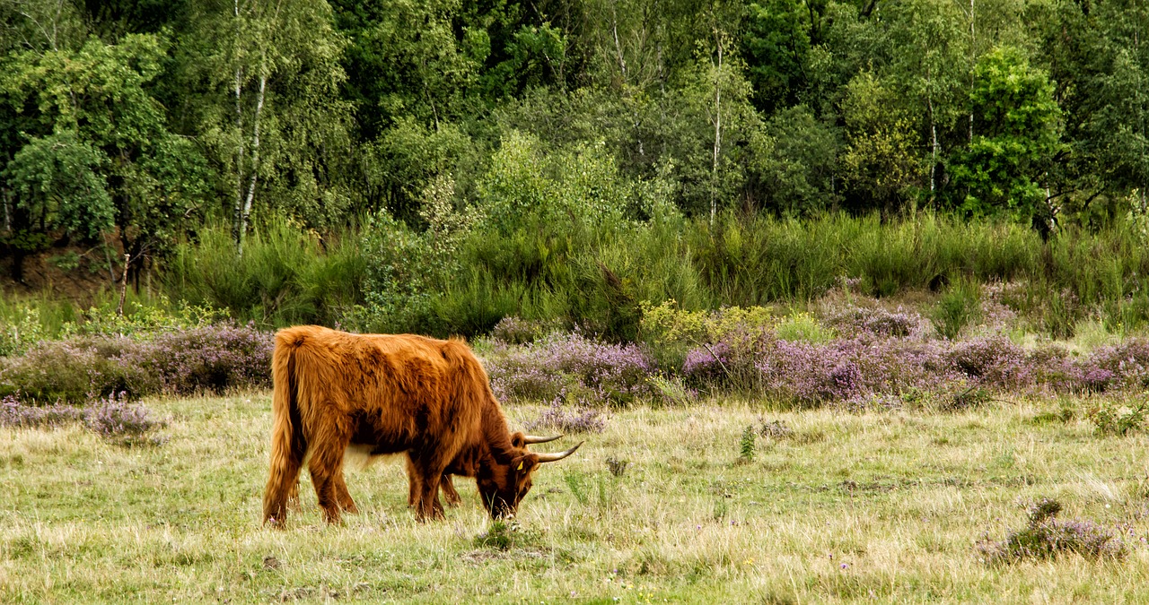Image - beef heide highland beef