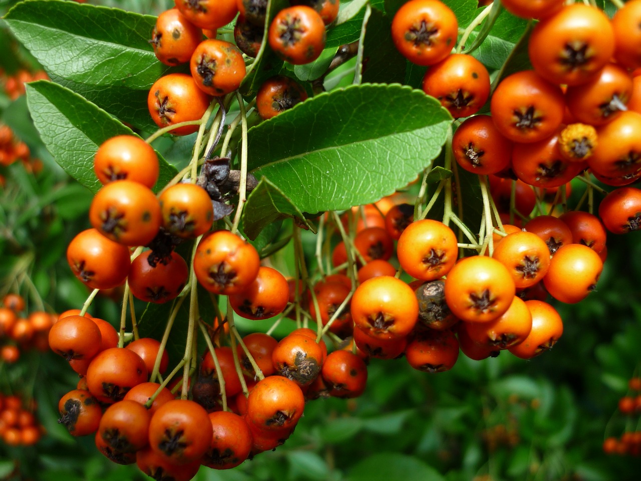 Image - sea buckthorn small berries