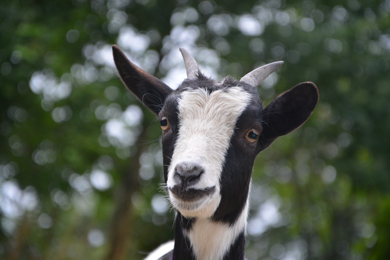 Image - goat biquette herbivore horn eyes