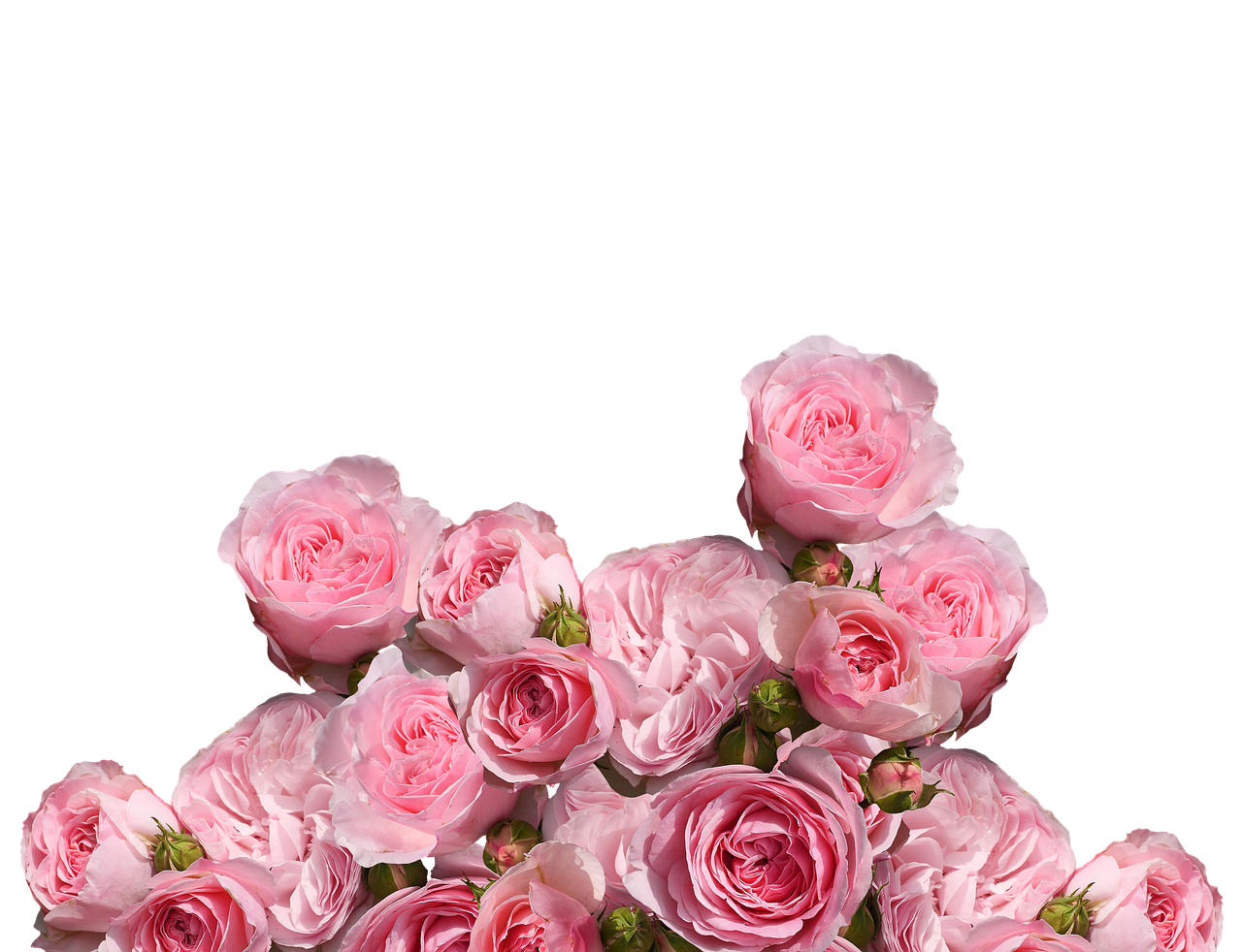 Image - roses love wedding romantic