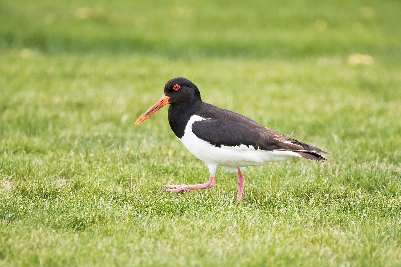 Image - oystercatcher bird animal