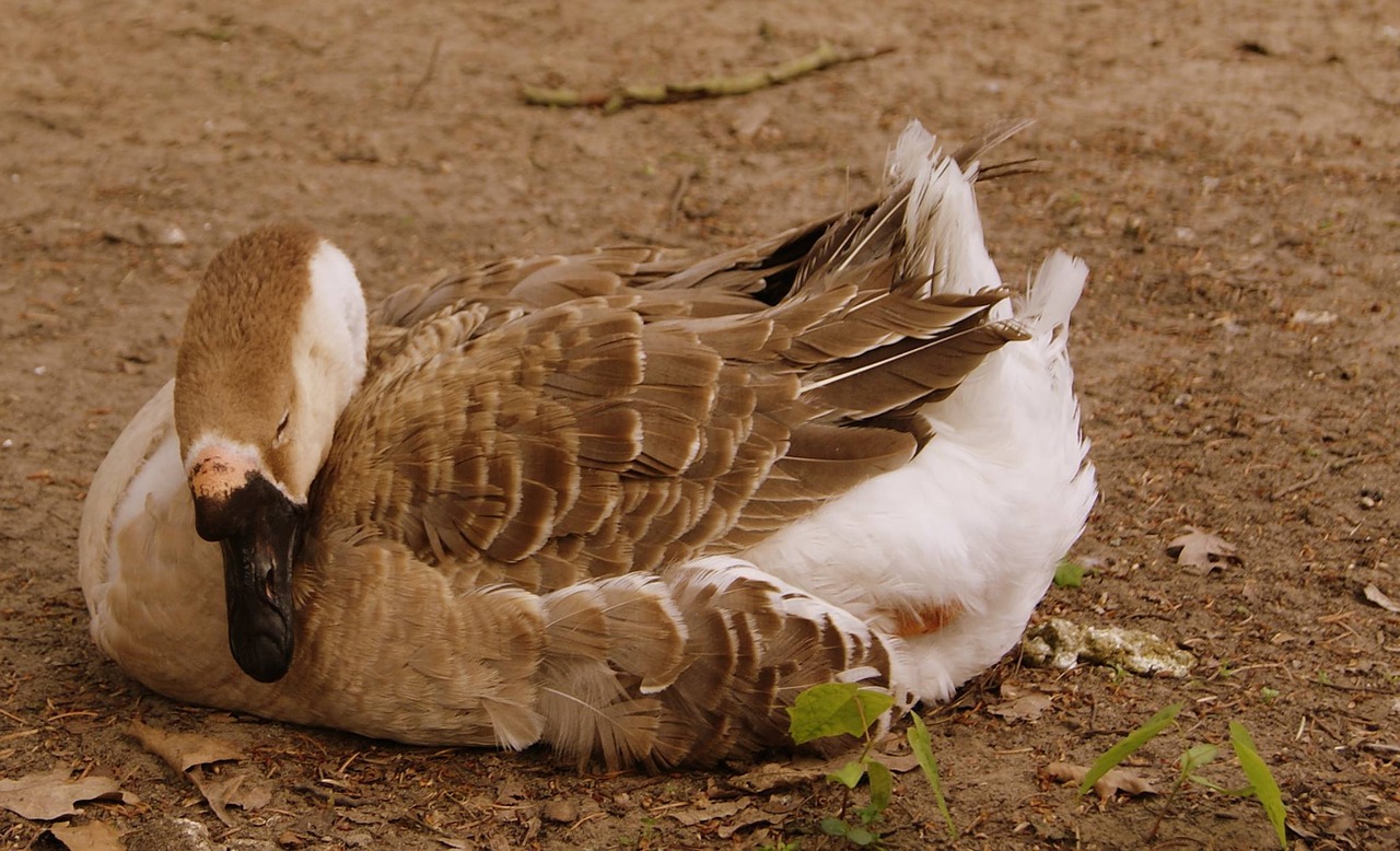 Image - swan ground bird nature rest