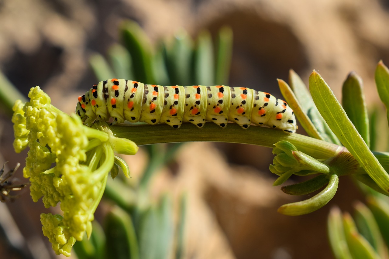 Image - caterpillar lepidoptera animal