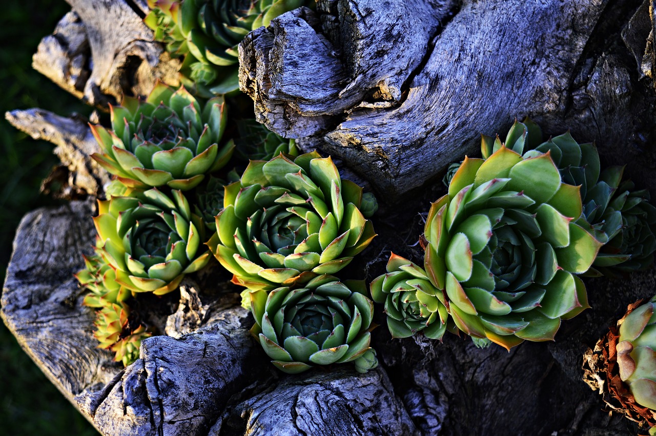 Image - stonecrop petals plant flowers