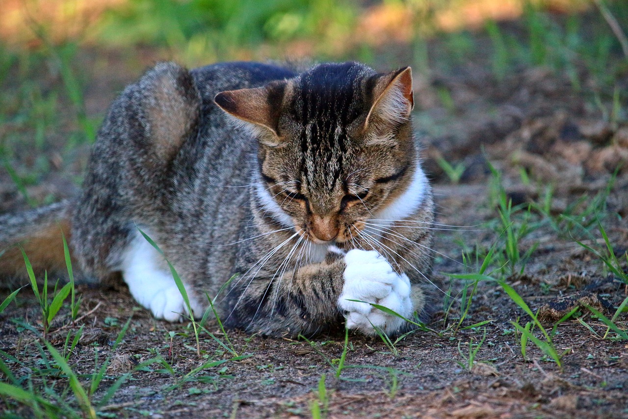 Image - cat kitten prey hunting mackerel