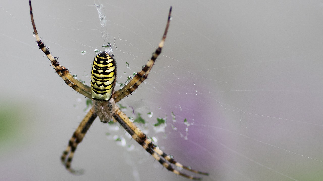 Image - spider argiope bruennichi