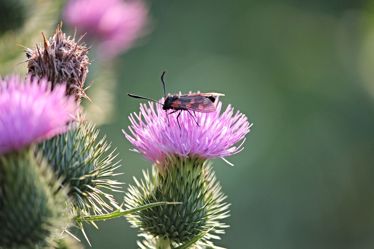 Image - insect burnet zygaena nature red