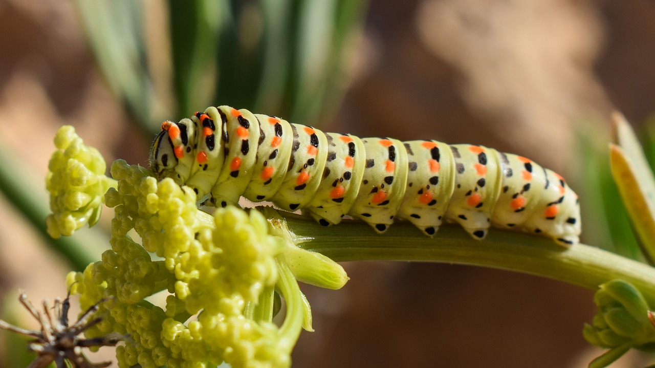 Image - caterpillar lepidoptera animal