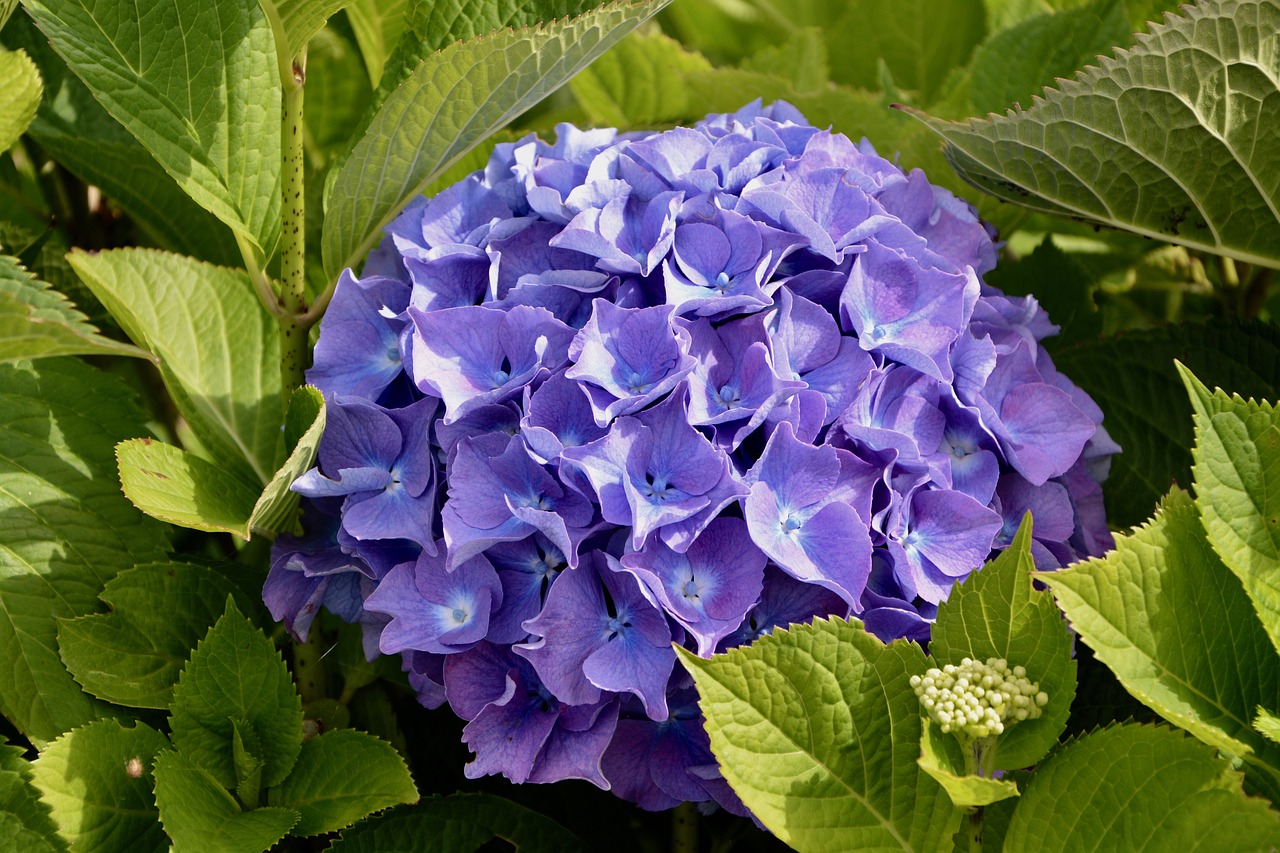 Image - hydrangea color violet blue