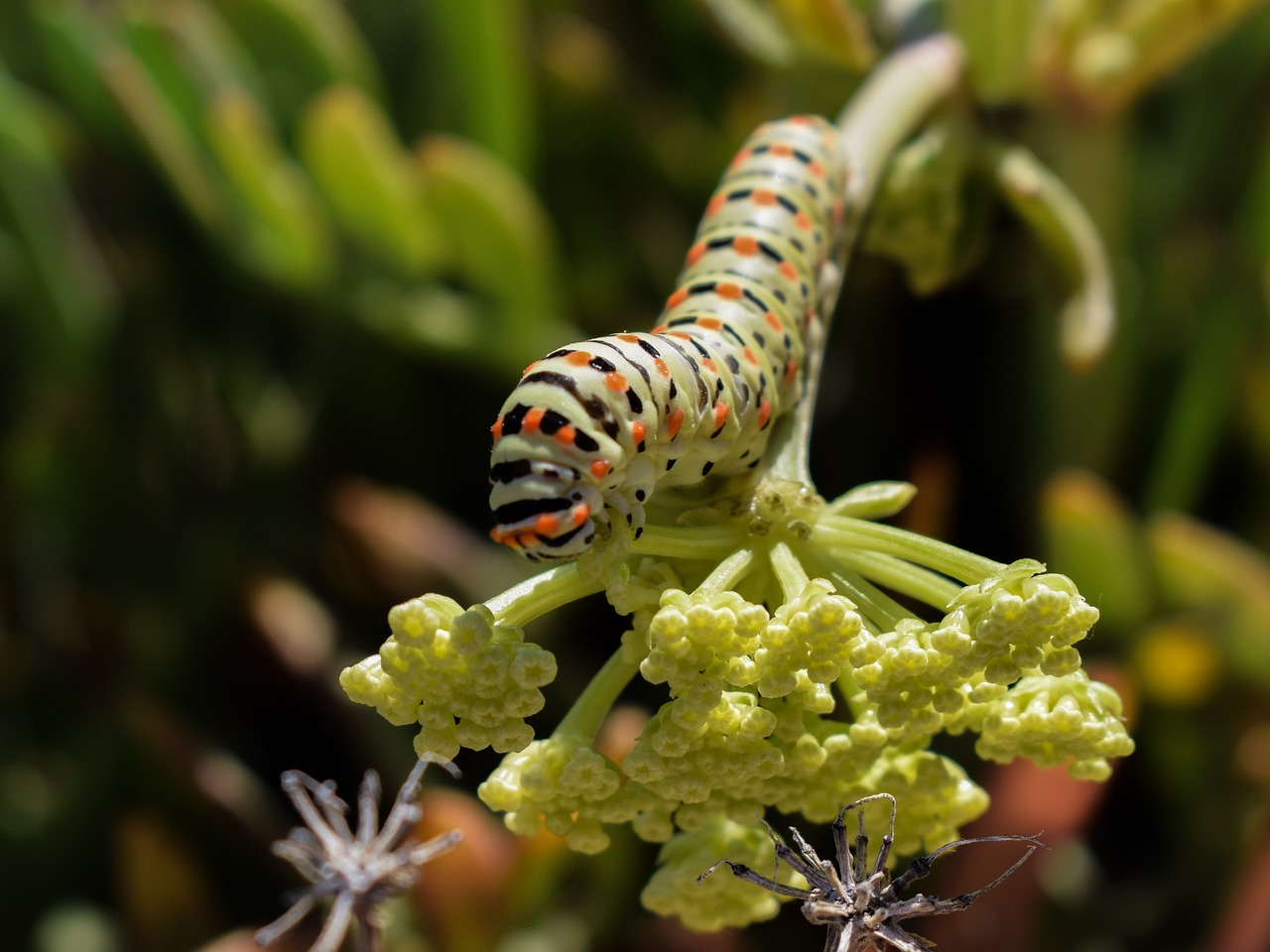 Image - caterpillar lepidoptera animal