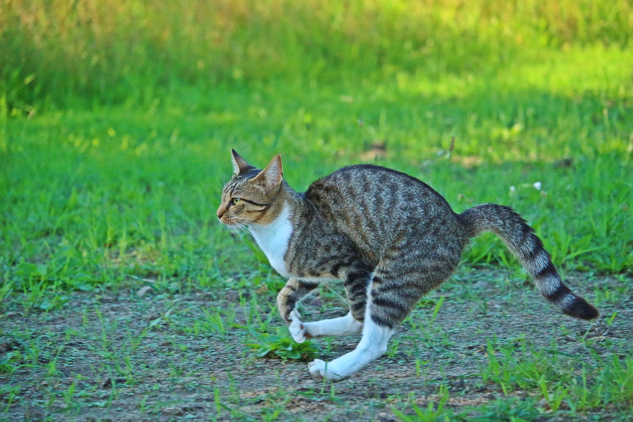 Image - cat tiger cat mackerel race run