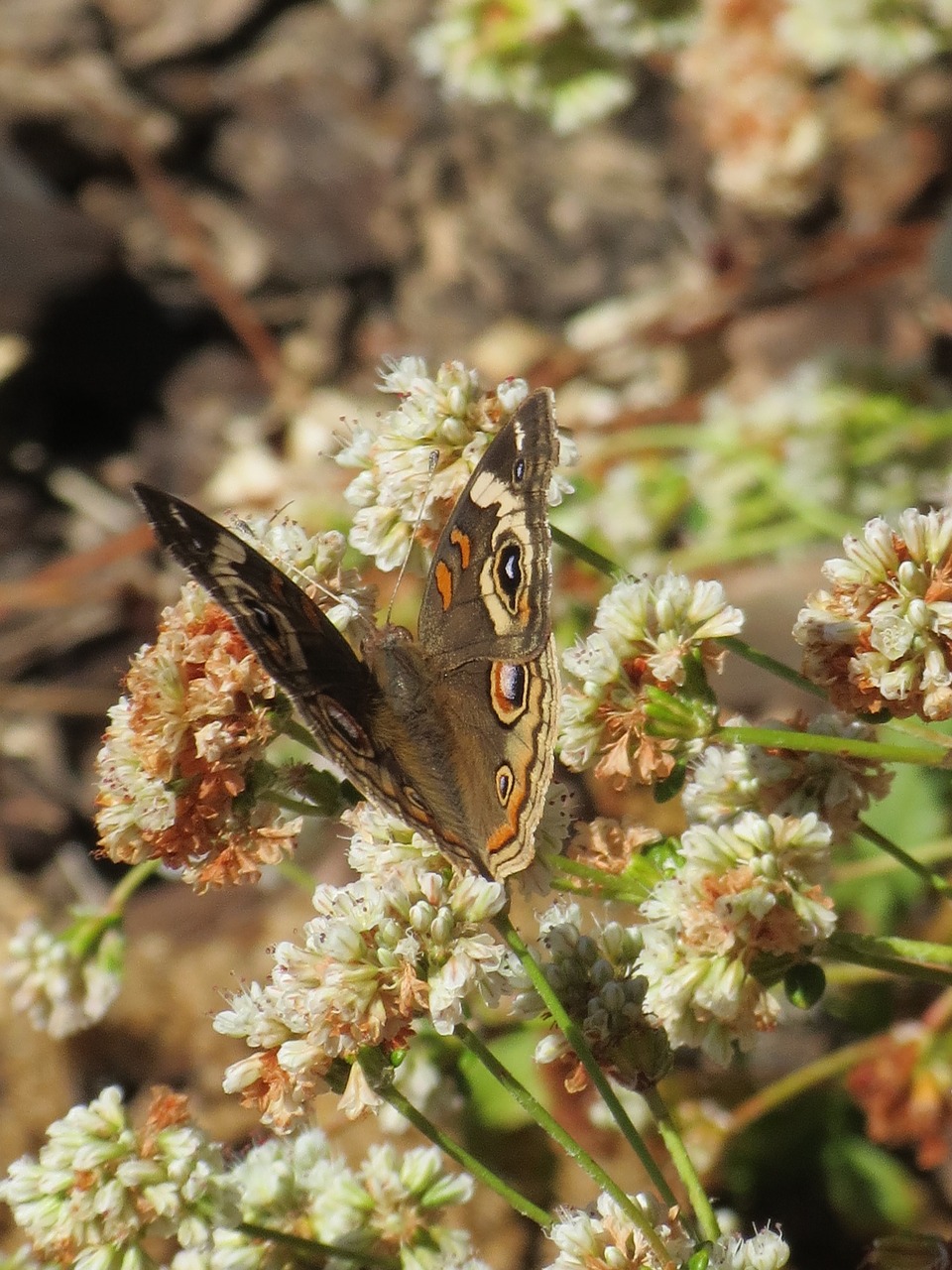 Image - brown butterfly moth insect macro