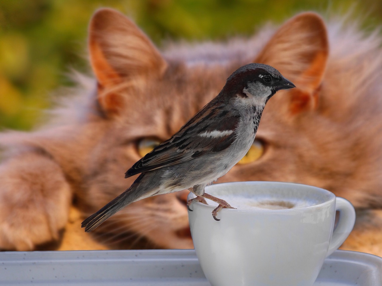 Image - sparrow bird coffee cup cat