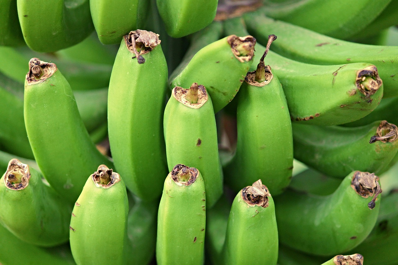 Image - bananas banana shrub tropical fruits