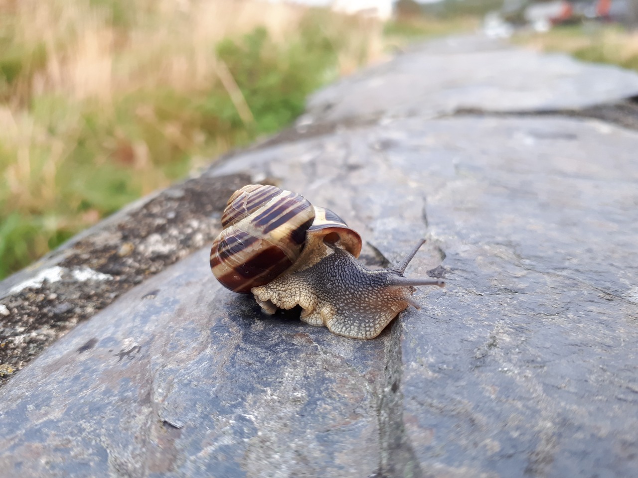 Image - snail insect wildlife nature