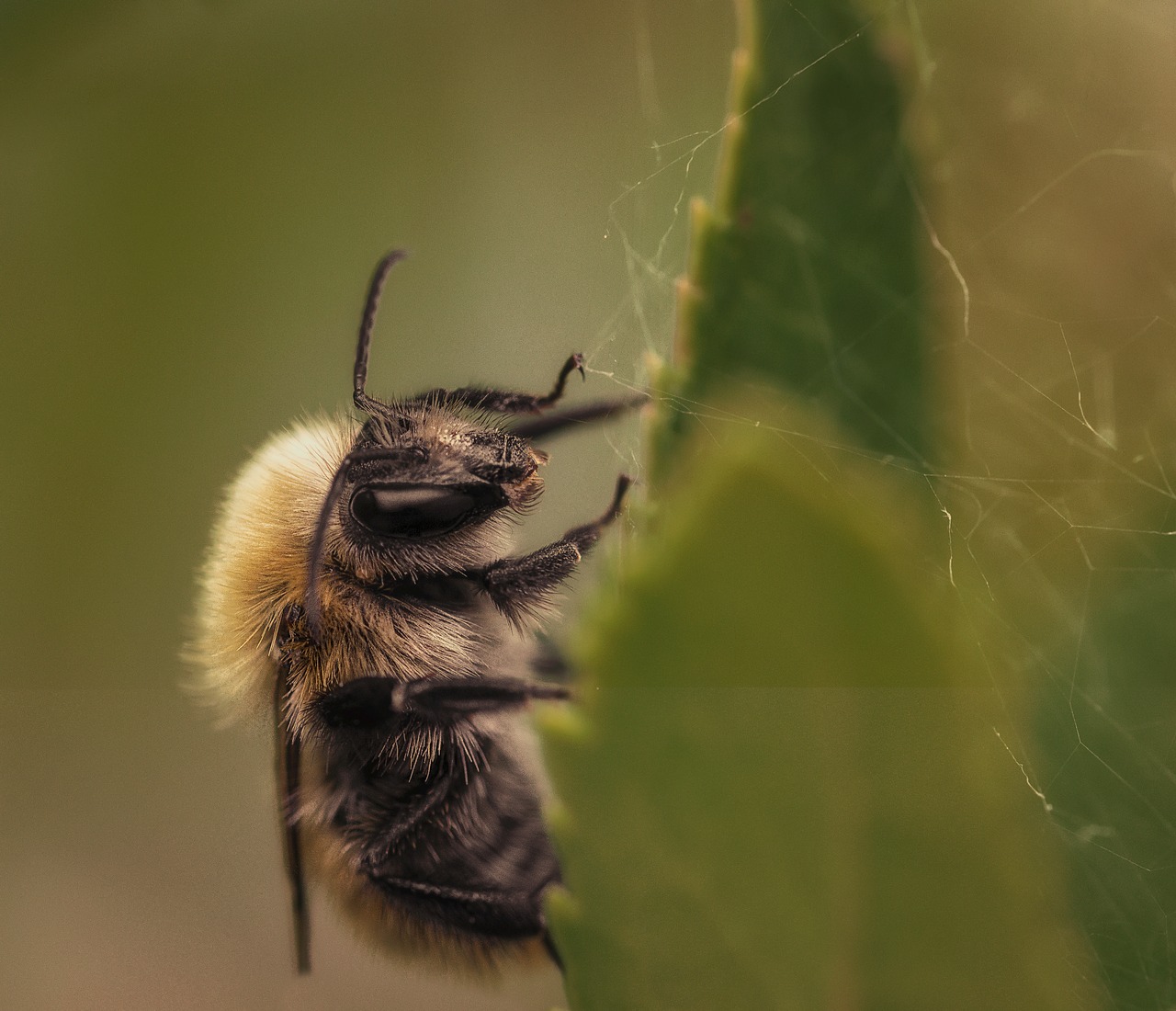 Image - macro insects nikon nature