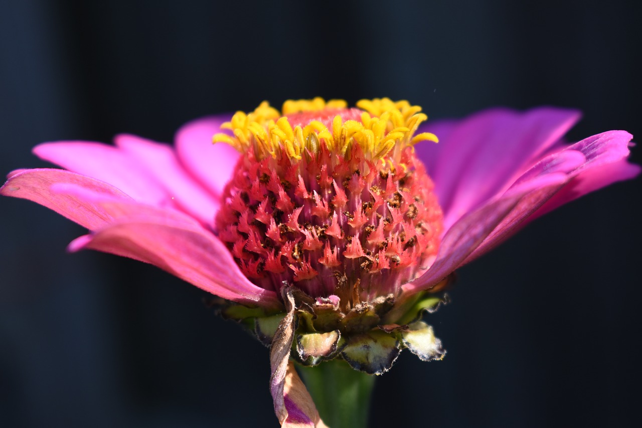 Image - zinnia pink flower petal nature