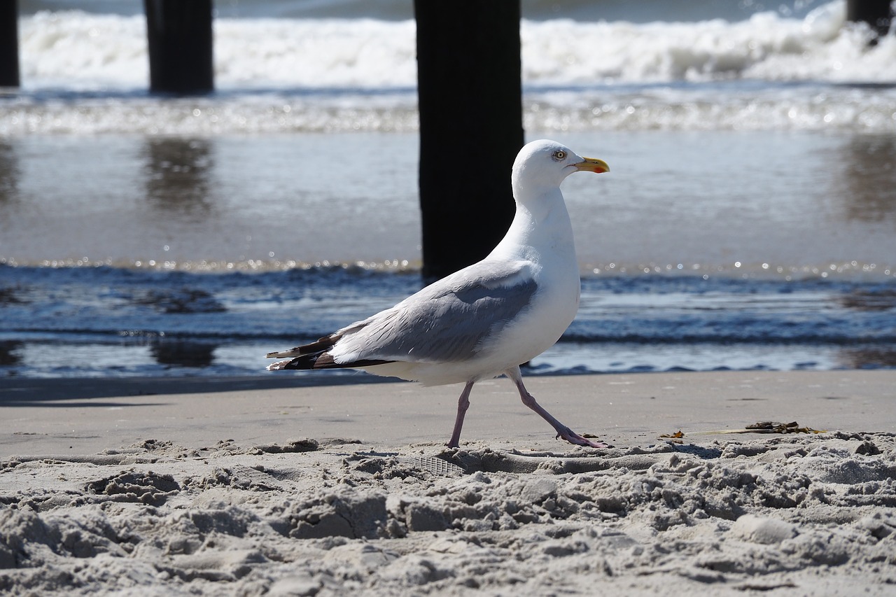 Image - seagull sea beach seevogel